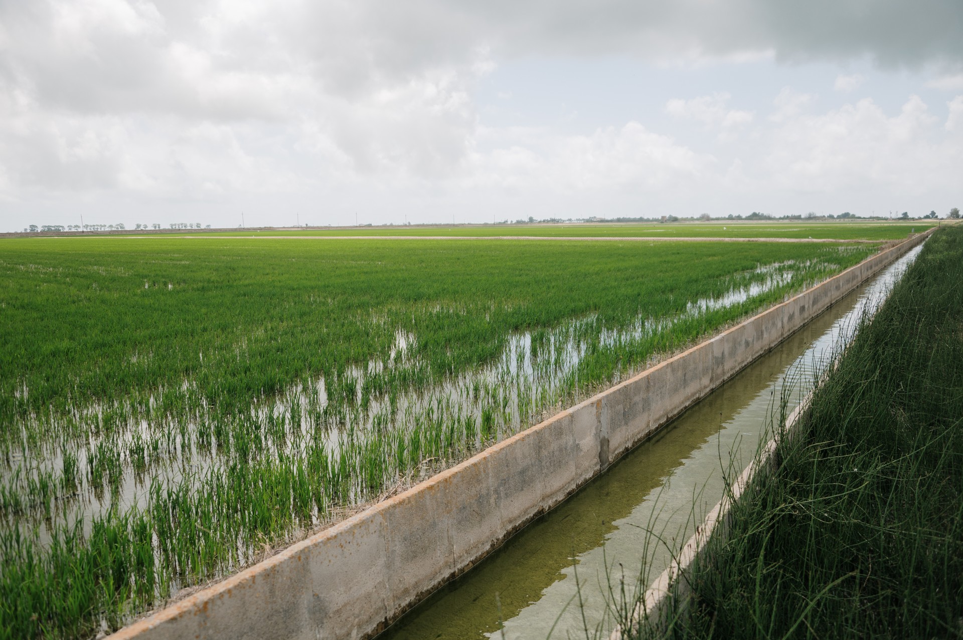 Rice fields in Ebro delta, Spain